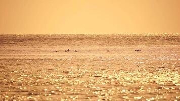 une troupeau de mouettes mouche pêche et dauphins nager dans le mer. chaud le coucher du soleil ciel plus de le océan. silhouettes de mouettes en volant dans lent mouvement avec le mer dans le Contexte à le coucher du soleil. soir. personne. video