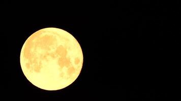 uma brilhando dourado enorme cheio lua visto a partir de terra através a atmosfera contra uma estrelado noite céu. uma ampla cheio lua movimentos através a céu, a lua comovente a partir de a esquerda quadro, Armação para a certo. video