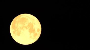 ein glühend golden enorm voll Mond gesehen von Erde durch das Atmosphäre gegen ein sternenklar Nacht Himmel. ein groß voll Mond bewegt sich über das Himmel, das Mond ziehen um von das links Rahmen zu das Rechts. video