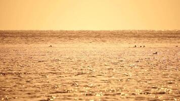 un rebaño de gaviotas mosca pescar y delfines nadar en el mar. calentar puesta de sol cielo terminado el océano. siluetas de gaviotas volador en lento movimiento con el mar en el antecedentes a puesta de sol. noche. nadie. video