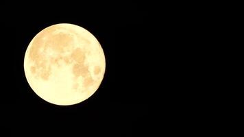 un brillante dorado enorme lleno Luna visto desde tierra mediante el atmósfera en contra un estrellado noche cielo. un grande lleno Luna se mueve a través de el cielo, el Luna Moviente desde el izquierda marco a el bien. video