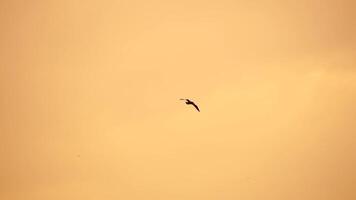 ein Herde von Möwen fliegen Angeln und Delfine schwimmen im das Meer. warm Sonnenuntergang Himmel Über das Ozean. Silhouetten von Möwen fliegend im schleppend Bewegung mit das Meer im das Hintergrund beim Sonnenuntergang. Abend. niemand. video