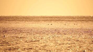 un rebaño de gaviotas mosca pescar y delfines nadar en el mar. calentar puesta de sol cielo terminado el océano. siluetas de gaviotas volador en lento movimiento con el mar en el antecedentes a puesta de sol. noche. nadie. video