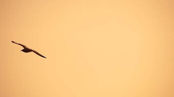 une troupeau de mouettes mouche pêche et dauphins nager dans le mer. chaud le coucher du soleil ciel plus de le océan. silhouettes de mouettes en volant dans lent mouvement avec le mer dans le Contexte à le coucher du soleil. soir. personne. video