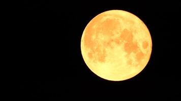 un brillante dorado enorme lleno Luna visto desde tierra mediante el atmósfera en contra un estrellado noche cielo. un grande lleno Luna se mueve a través de el cielo, el Luna Moviente desde el izquierda marco a el bien. video