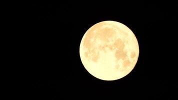 un brillante dorado enorme lleno Luna visto desde tierra mediante el atmósfera en contra un estrellado noche cielo. un grande lleno Luna se mueve a través de el cielo, el Luna Moviente desde el izquierda marco a el bien. video