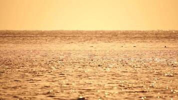 uma rebanho do gaivotas mosca pescaria e golfinhos nadar dentro a mar. caloroso pôr do sol céu sobre a oceano. silhuetas do gaivotas vôo dentro lento movimento com a mar dentro a fundo às pôr do sol. tarde. ninguém. video