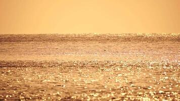 un rebaño de gaviotas mosca pescar y delfines nadar en el mar. calentar puesta de sol cielo terminado el océano. siluetas de gaviotas volador en lento movimiento con el mar en el antecedentes a puesta de sol. noche. nadie. video