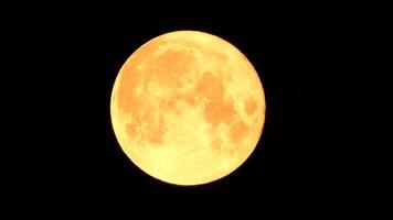 ein glühend golden enorm voll Mond gesehen von Erde durch das Atmosphäre gegen ein sternenklar Nacht Himmel. ein groß voll Mond bewegt sich über das Himmel, das Mond ziehen um von das links Rahmen zu das Rechts. video