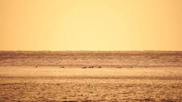 een kudde van meeuwen vlieg visvangst en dolfijnen zwemmen in de zee. warm zonsondergang lucht over- de oceaan. silhouetten van meeuwen vliegend in langzaam beweging met de zee in de achtergrond Bij zonsondergang. avond. niemand. video