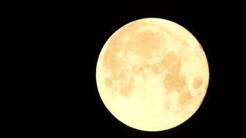 une embrasé d'or énorme plein lune vu de Terre par le atmosphère contre une étoilé nuit ciel. une grand plein lune se déplace à travers le ciel, le lune en mouvement de le la gauche Cadre à le droite. video