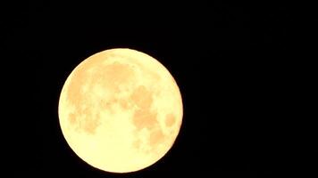une embrasé d'or énorme plein lune vu de Terre par le atmosphère contre une étoilé nuit ciel. une grand plein lune se déplace à travers le ciel, le lune en mouvement de le la gauche Cadre à le droite. video