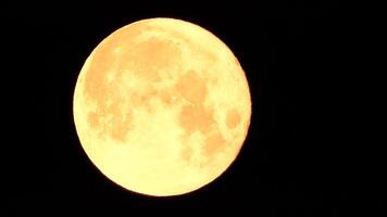 un brillante dorado enorme lleno Luna visto desde tierra mediante el atmósfera en contra un estrellado noche cielo. un grande lleno Luna se mueve a través de el cielo, el Luna Moviente desde el izquierda marco a el bien. video