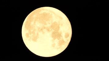 un brillante dorado enorme lleno Luna visto desde tierra mediante el atmósfera en contra un estrellado noche cielo. un grande lleno Luna se mueve a través de el cielo, el Luna Moviente desde el izquierda marco a el bien. video