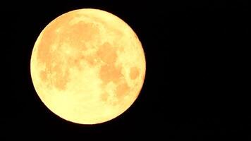 un brillante dorado enorme lleno Luna visto desde tierra mediante el atmósfera en contra un estrellado noche cielo. un grande lleno Luna se mueve a través de el cielo, el Luna Moviente desde el izquierda marco a el bien. video