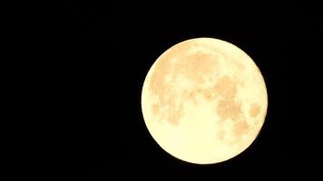 ein glühend golden enorm voll Mond gesehen von Erde durch das Atmosphäre gegen ein sternenklar Nacht Himmel. ein groß voll Mond bewegt sich über das Himmel, das Mond ziehen um von das links Rahmen zu das Rechts. video