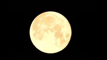 un brillante dorado enorme lleno Luna visto desde tierra mediante el atmósfera en contra un estrellado noche cielo. un grande lleno Luna se mueve a través de el cielo, el Luna Moviente desde el izquierda marco a el bien. video