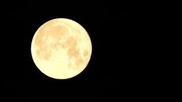 ein glühend golden enorm voll Mond gesehen von Erde durch das Atmosphäre gegen ein sternenklar Nacht Himmel. ein groß voll Mond bewegt sich über das Himmel, das Mond ziehen um von das links Rahmen zu das Rechts. video