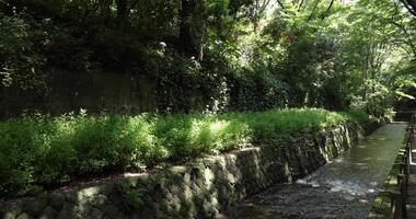 A small valley near the river in Todoroki Tokyo wide shot video