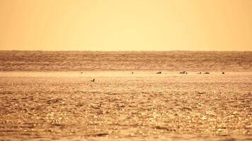 A flock of seagulls fly fishing and dolphins swim in the sea. Warm sunset sky over the ocean. Silhouettes of seagulls flying in slow motion with the sea in the background at sunset. Evening. Nobody. video