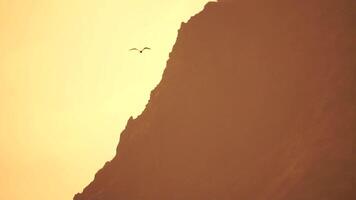 une troupeau de mouettes mouche pêche et dauphins nager dans le mer. chaud le coucher du soleil ciel plus de le océan. silhouettes de mouettes en volant dans lent mouvement avec le mer dans le Contexte à le coucher du soleil. soir. personne. video