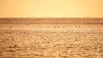 uma rebanho do gaivotas mosca pescaria e golfinhos nadar dentro a mar. caloroso pôr do sol céu sobre a oceano. silhuetas do gaivotas vôo dentro lento movimento com a mar dentro a fundo às pôr do sol. tarde. ninguém. video