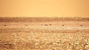 un rebaño de gaviotas mosca pescar y delfines nadar en el mar. calentar puesta de sol cielo terminado el océano. siluetas de gaviotas volador en lento movimiento con el mar en el antecedentes a puesta de sol. noche. nadie. video