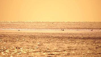 un rebaño de gaviotas mosca pescar y delfines nadar en el mar. calentar puesta de sol cielo terminado el océano. siluetas de gaviotas volador en lento movimiento con el mar en el antecedentes a puesta de sol. noche. nadie. video