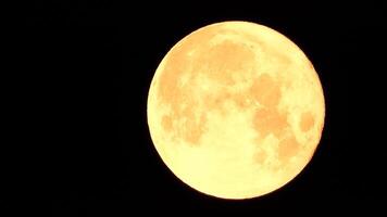 un brillante dorado enorme lleno Luna visto desde tierra mediante el atmósfera en contra un estrellado noche cielo. un grande lleno Luna se mueve a través de el cielo, el Luna Moviente desde el izquierda marco a el bien. video