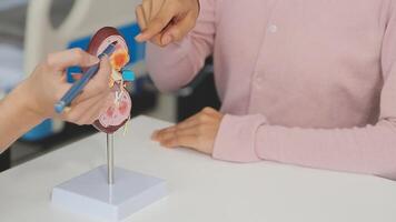 Gastroenterologist doctor explaining liver and gallbladder problems using anatomical model to patient during clinic visit. Treatment of gallbladder and liver diseases video