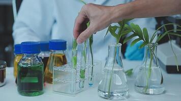 science, biotechnologie et plante avec femme dans laboratoire pour médical, pharmacie ou recherche. chimique, botanique et soins de santé étude avec scientifique et tester tube pour durabilité, écologie ou médicament video