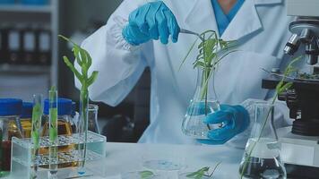 Science, biotechnology and plant with woman in laboratory for medical, pharmacy or research. Chemical, botany and healthcare study with scientist and test tube for sustainability, ecology or medicine video