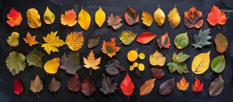 AI generated Various shaped and colored leaves in black background photo