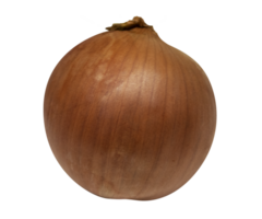 Onion isolated on transparent background png