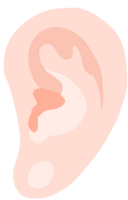 oído rosado color png