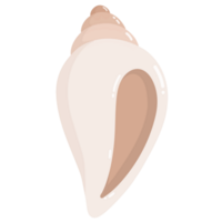 Color sea shell png