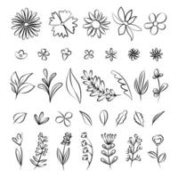 Collection of plants. Vector wildflowers in doodle style