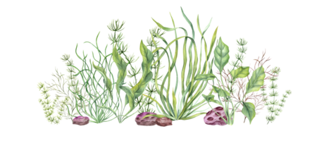 onderzees planten, kiezels. groente, geel kelpen, gekleurde stenen. lagune onderwater- wereld. marinier fauna. waterverf illustratie. ontwerp van winkels afdrukken kaart boek logo png