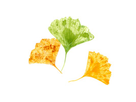 blad avtryck av biloba. löv i gyllene, grön färger. design modern gingko blad. falla, höst löv. gingko, handflatan, torr abstrakt fläkt löv. vattenfärg illustration av blad silhuetter png