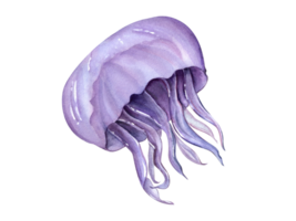 Violet Jellyfish. Floating medusa. Poisonous sea animal. Tentacles. Undersea animal. Watercolor illustration for aquarium design, logo, label png