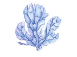 Soft blue coral. Polyp. Hand drawn watercolor illustration with tropical underwater animals. Colorful illustration for clipart, aquarium design. png
