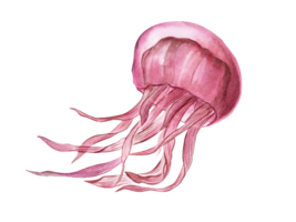 Pink dancing Jellyfish. Floating medusa. Watercolor illustration. Poisonous sea animals. Tentacles Undersea animal. For aquarium design, logo, label png
