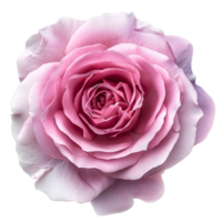 ai gegenereerd roze roos png. bloemen ontwerp element png