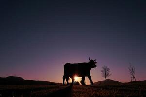 cow silhouette in the meadow in summertime and sunset background photo