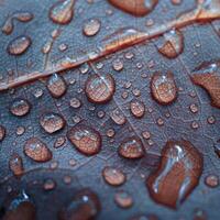 drops of water on the red plant leaf in rainy days photo