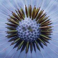 beautiful dandelion flower seed in springtime photo