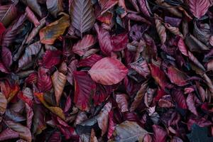 brown and red dry leaves on the ground in autumn season photo