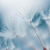 drops on the dandelion flower seed in springtime, blue background photo