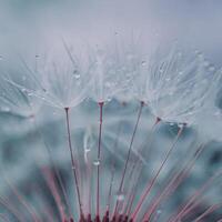 drops on the dandelion flower seed in springtime, blue background photo