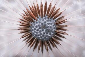 beautiful dandelion flower seed in springtime photo